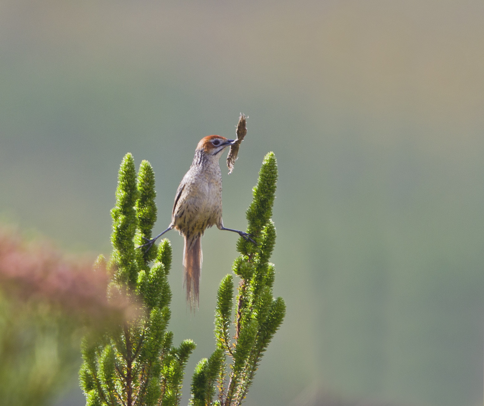 image Cape Grassbird